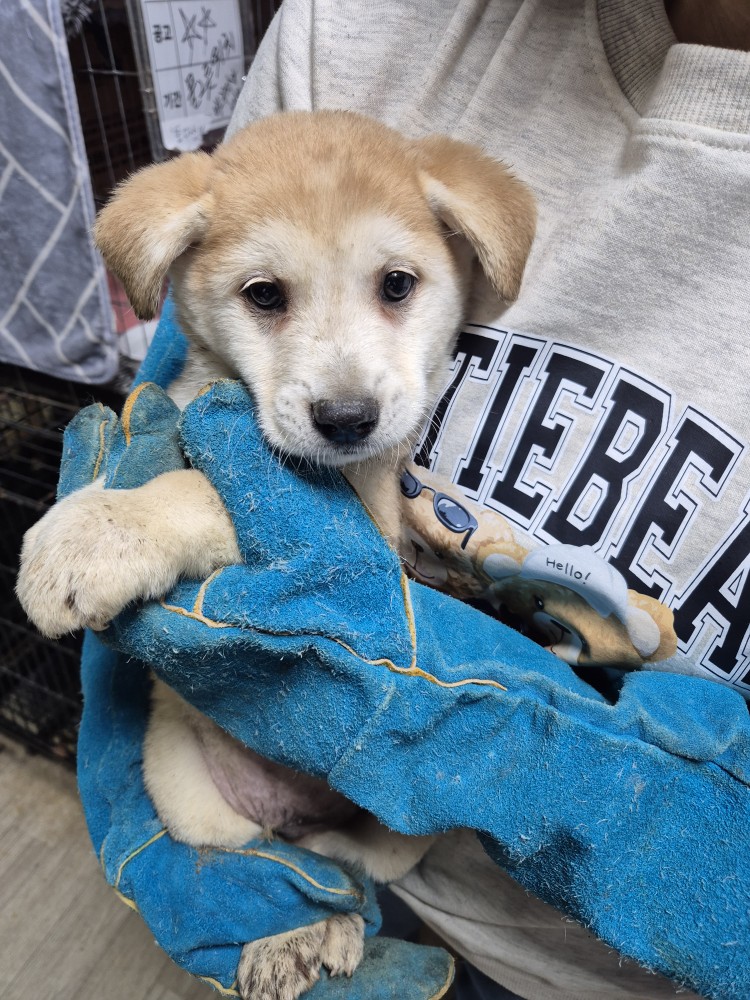 보호중 믹스견의 가…